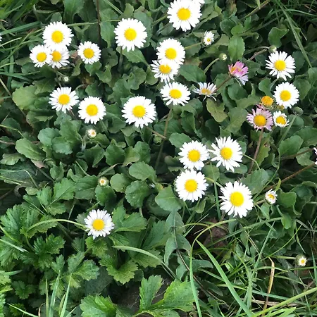 Polonezkoey Butik Bahceli Ev Prázdninový dům Istanbulská provincie